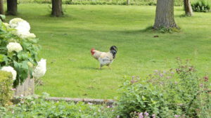 haan in groen grasveld